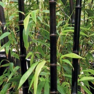 Bambus, exteriér, dizajn, trsy bambusu, bambusové kry, rast, tieň, estetika, ochrana, prírodný plot.