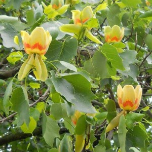 liliovník, liriodendron, laliovnik, liriodendron tulipifera aureomarginatum, liriodendron tulipifera fastigiatum, liliovník tulipánokvětý, liliovník tulipánokvětý aureomarginatum, liliovník tulipánokvětý fastigiatum