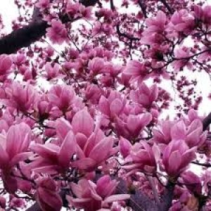 magnolie, magnolie, magnolie, magnolie soulangeana, magnolie susan velkokvětá, magnolie susan, velkokvětá magnolie, magnolie yellow river, žlutá magnolie