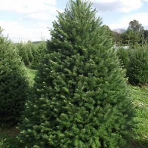 řezané živé vánoční stromky, vánoční stromky, vánoční stromek, řezané vánoční stromky, řezaný vánoční stromek, řezaná jedlička, řezaný smrk
