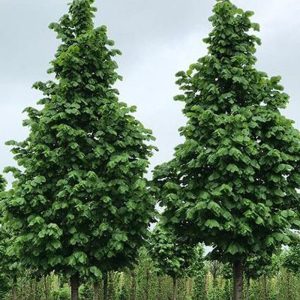 Lípa velkolistá Fastigiata – sloupovitý okrasný strom